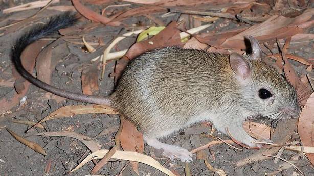 Il Melomys Rubicola, primo mammifero estinto a causa dei cambiamenti climatici Il Melomys Rubicola, primo mammifero estinto a causa dei cambiamenti climatici