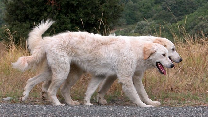 cani anziani cani anziani