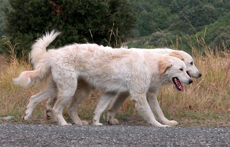 cani anziani cani anziani