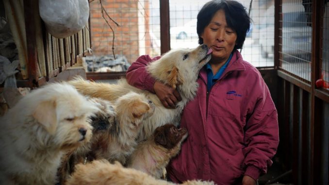 Festival_cane_Yulin