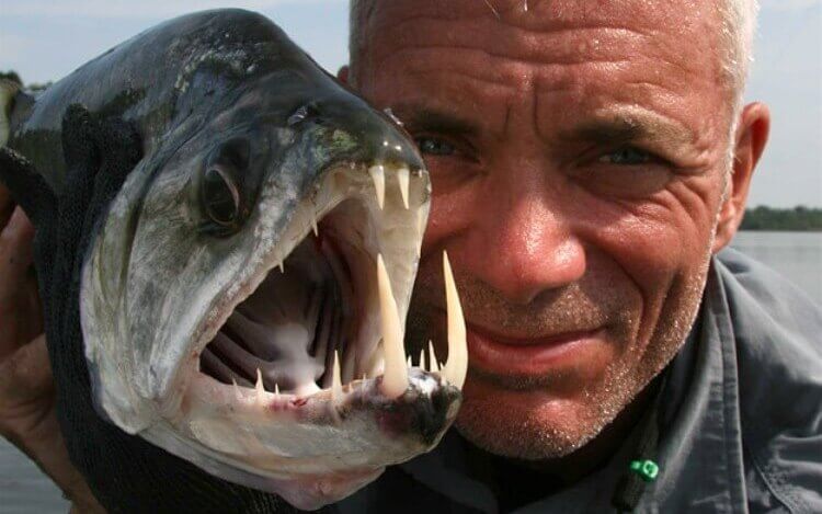 Pesce-Vampiro