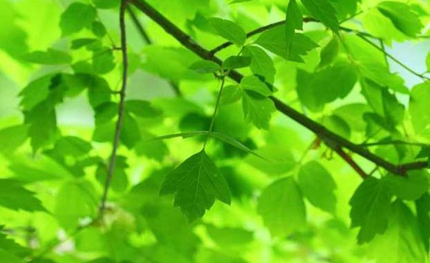 Verde Verde