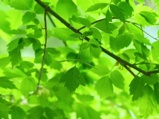 Verde Verde