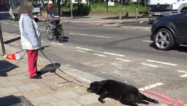 cane al guinzaglio
