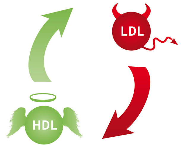 Il colesterolo cattivo (Ldl) e quello buono (Hdl) Il colesterolo cattivo (Ldl) e quello buono (Hdl)