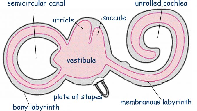labirinto auricolare labirinto auricolare