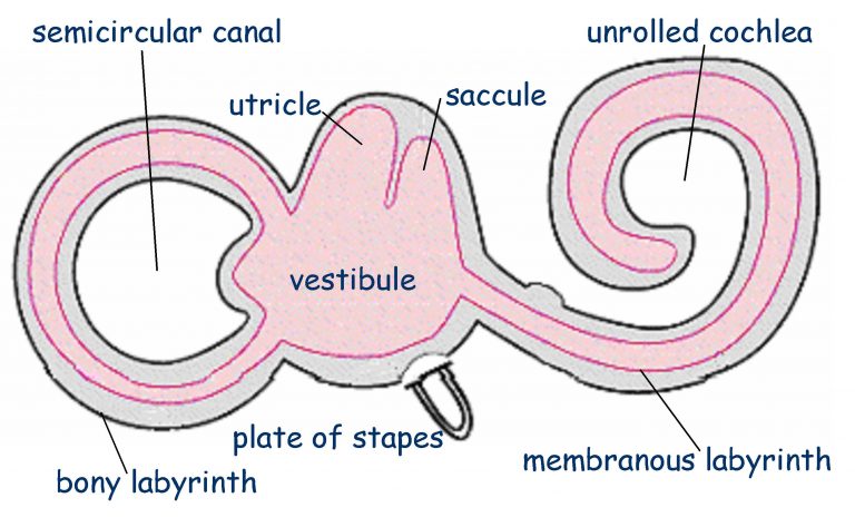 labirinto auricolare labirinto auricolare