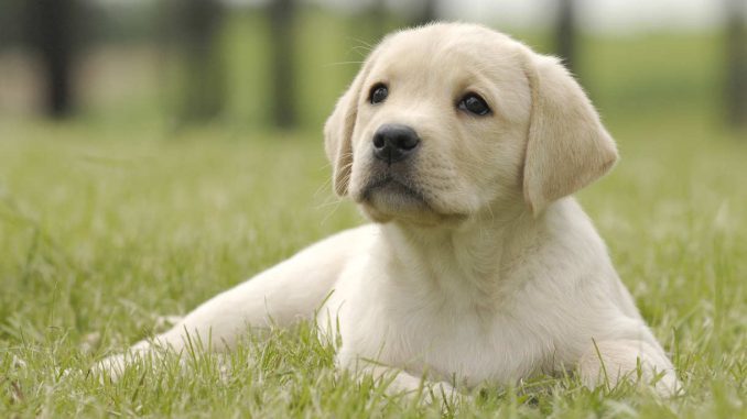 labrador