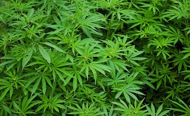 legalizzazione della cannabis legalizzazione della cannabis