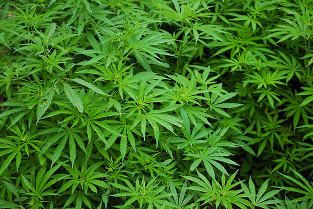 legalizzazione della cannabis legalizzazione della cannabis