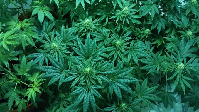 cannabis legale cannabis legale