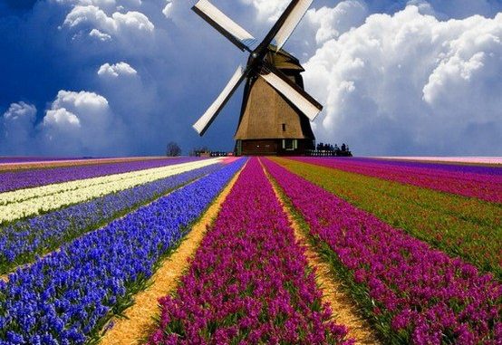 Uno dei tipici paesaggi della campagna olandese Uno dei tipici paesaggi della campagna olandese