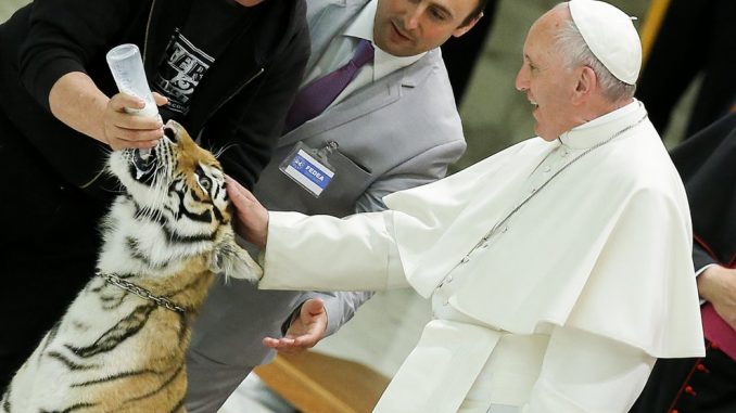 papa spaventa una tigre papa spaventa una tigre