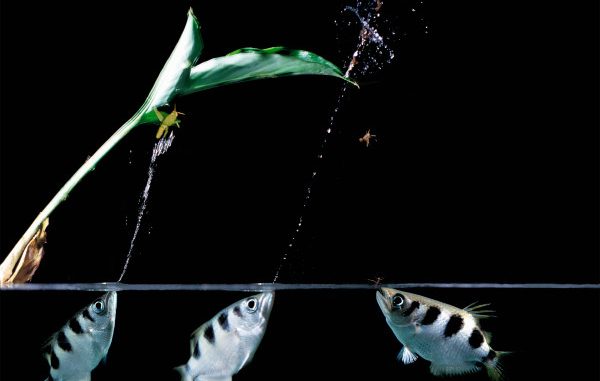 Il pesce arciere Il pesce arciere