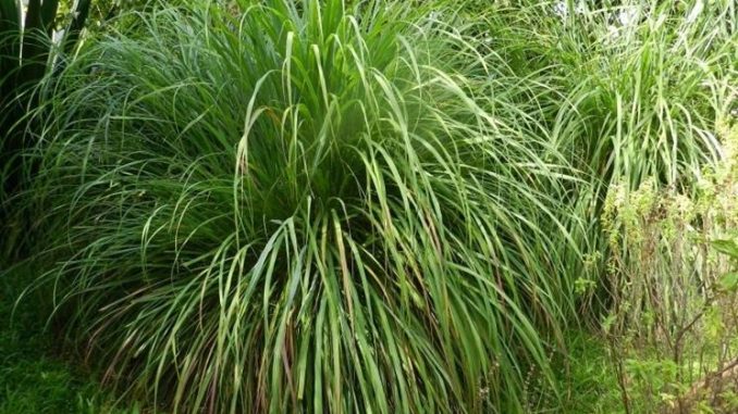 citronella coltivare citronella coltivare