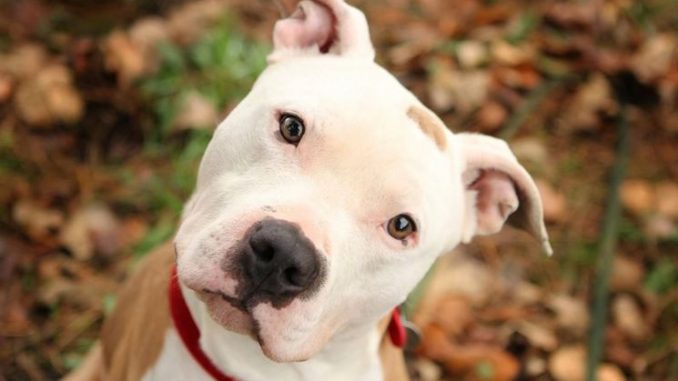 pitbull pitbull