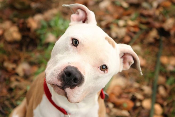 pitbull pitbull