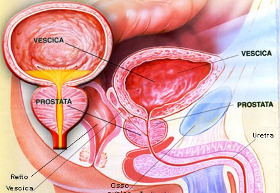 Urologia Urologia