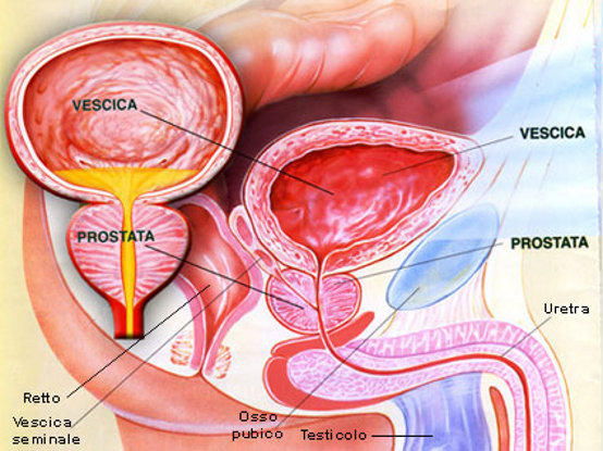 Urologia Urologia