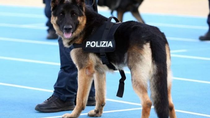 terrorismo giubbotti cane_poliziotto-1000x620 Terrorismo