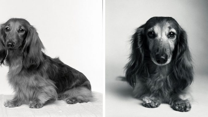 Amanda_Jones_Dog_Years_photography_book_then_and_now_03