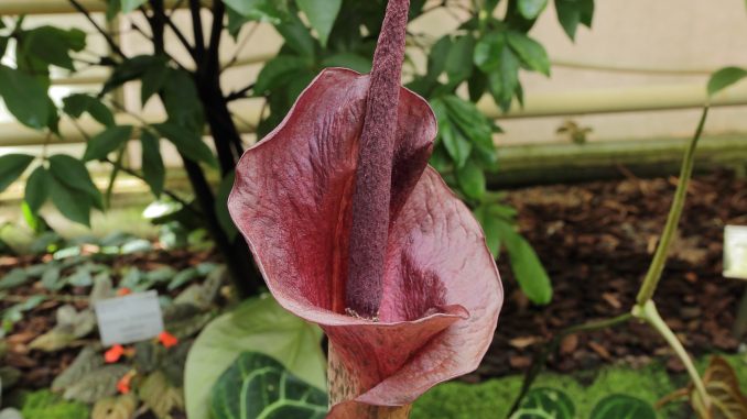 Amorphophallus konjac Amorphophallus konjac