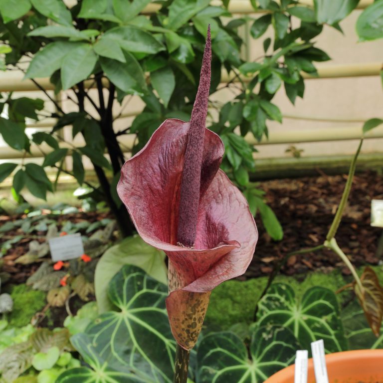 Amorphophallus konjac Amorphophallus konjac