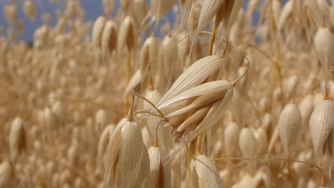 Come combattere il colesterolo e stimolare le difese immunitarie colesterolo