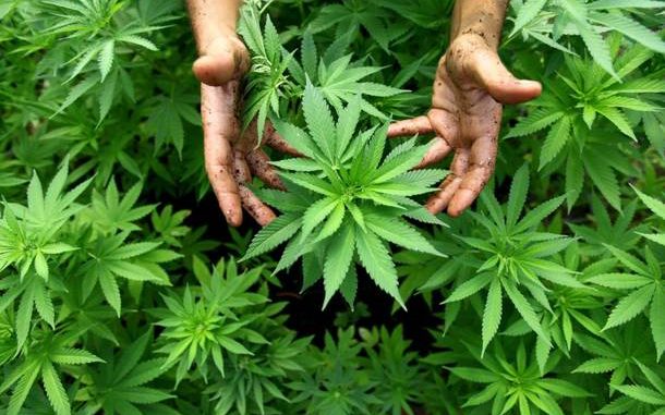 Cannabis dibattito in aula per la legalizzazione Cannabis: dibattito in aula per la legalizzazione