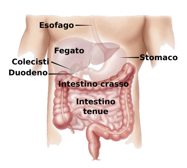 Colon Irritabile Colon Irritabile