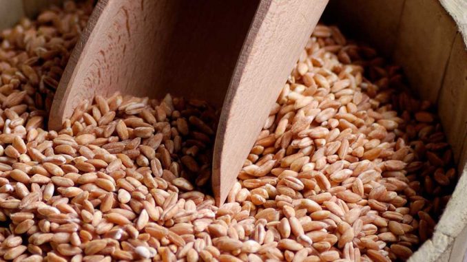 Farro perlato o integrale: differenze e proprietà Farro perlato o integrale: differenze e proprietà
