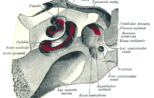 Acufene Centrale: possibile curarlo con l'agopuntura? Acufene Centrale: possibile curarlo con l'agopuntura?