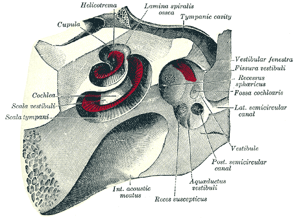 Acufene Centrale: possibile curarlo con l'agopuntura? Acufene Centrale: possibile curarlo con l'agopuntura?
