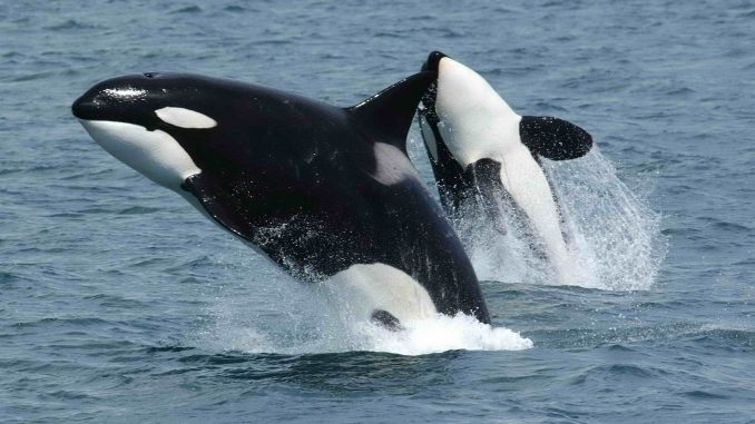 orca orca