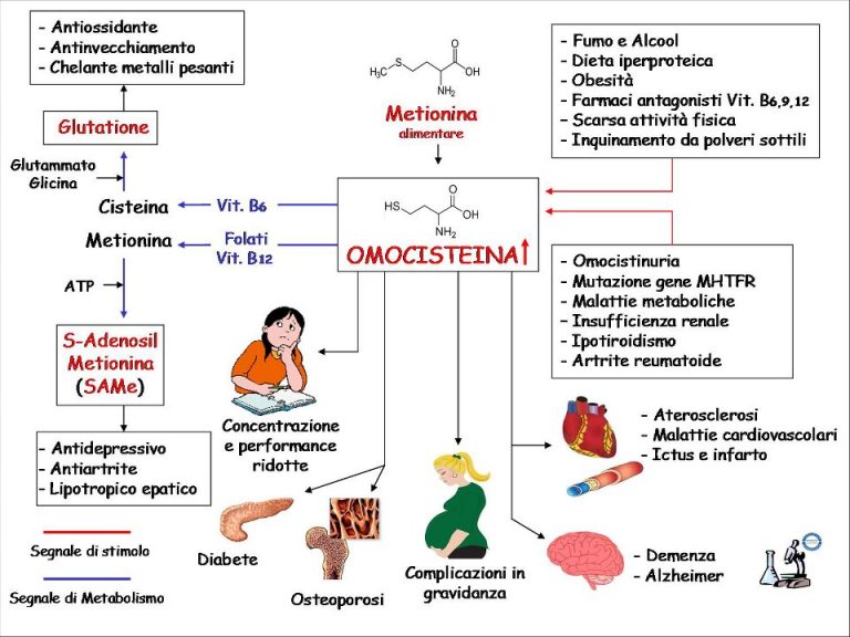 Omocisteina Omocisteina