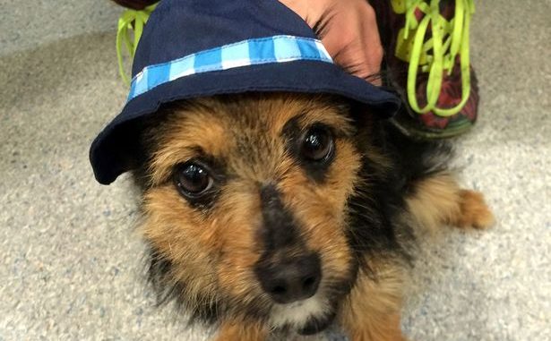 cucciolo cucciolo