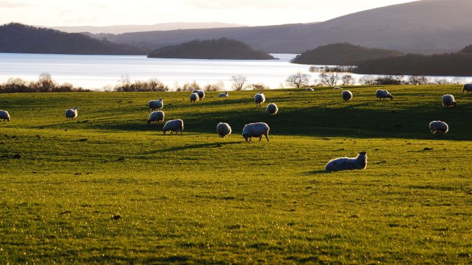 Pecore alle Faroe Pecore alle Faroe