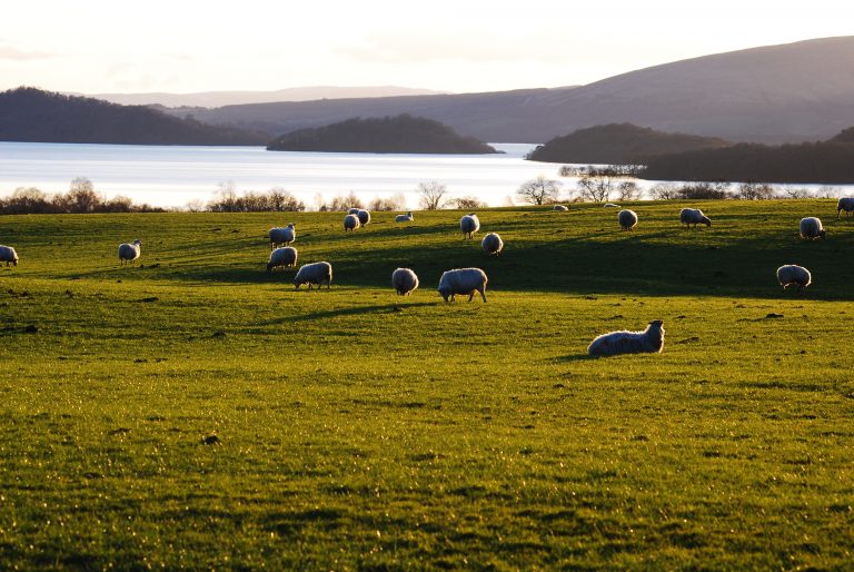 Pecore alle Faroe Pecore alle Faroe