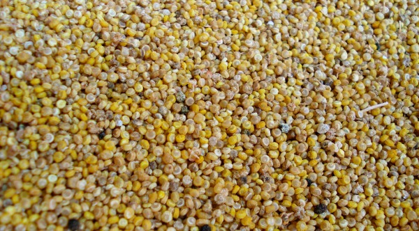 Quinoa Quinoa