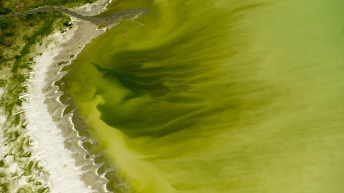 alga killer