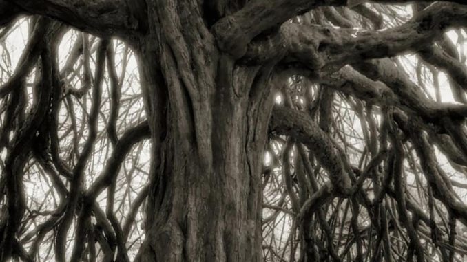 ancient-trees-beth-moon-18