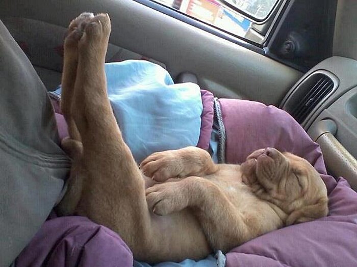 cane buffo