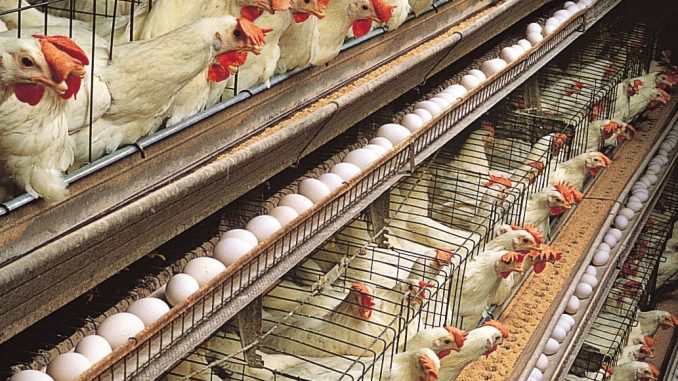 ALLEVAMENTO INTENSIVO GALLINE. Sodexo: entro il 2025 stop galline in gabbia