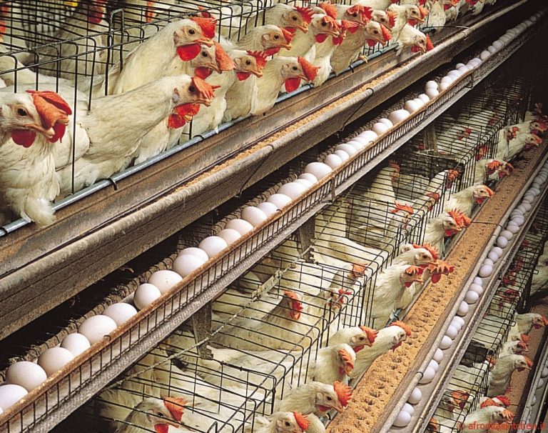 ALLEVAMENTO INTENSIVO GALLINE. Sodexo: entro il 2025 stop galline in gabbia