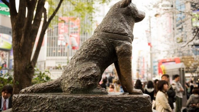 hachiko hachiko