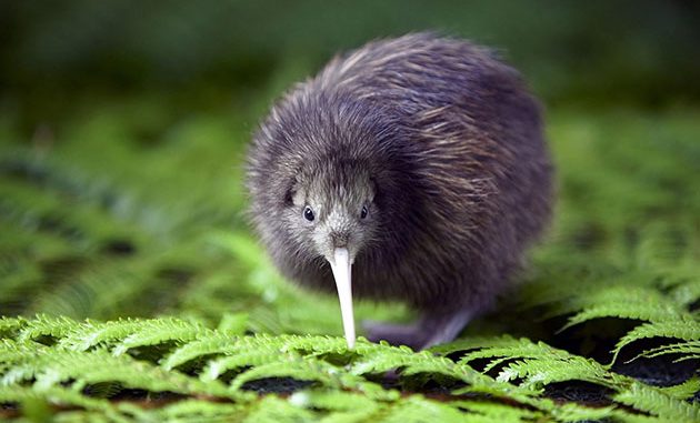 kiwi nuova zelanda kiwi nuova zelanda