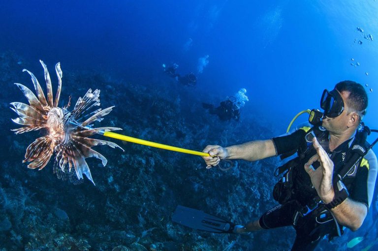 pesce scorpione