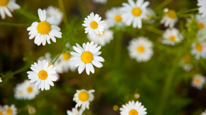 tiny-chamomile-flowers