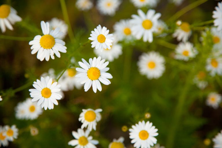 tiny-chamomile-flowers