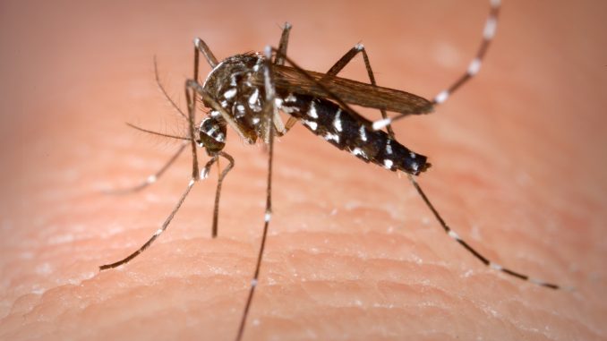 virus Zika virus Zika
